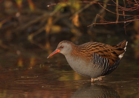 Water rail wading through the water