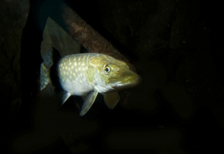 Pike fish swimming through the river