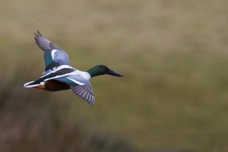 Male shoveler flying 