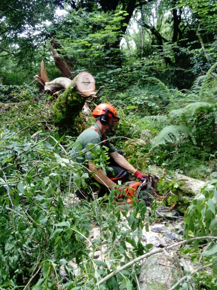 Conservation work at New England Wood