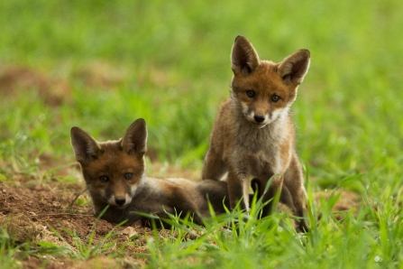 Two fox cubs playing