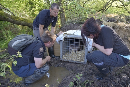 Beaver at the River Otter about to be released