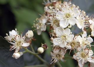 Uppacott Wood | Devon Wildlife Trust