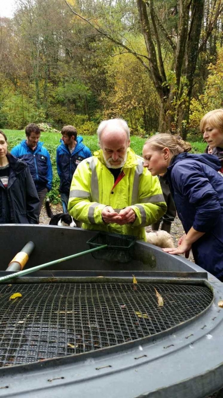 Freshwater pearl mussels at the hatchery