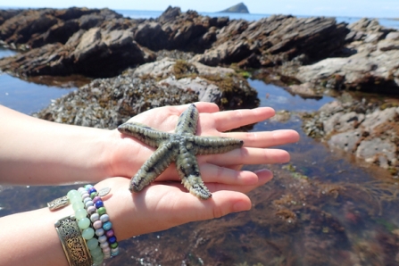 Spiny starfish  The Wildlife Trusts