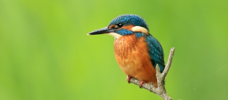 Kingfisher on branch