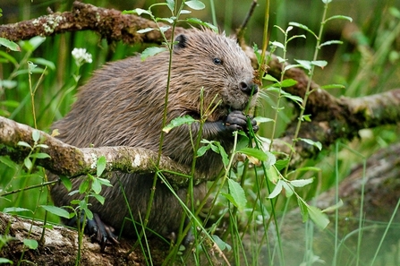 Beaver