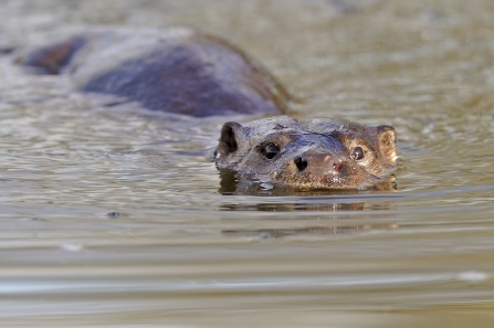 European otter swimming in a river