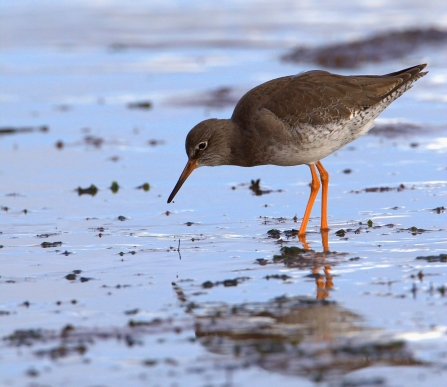 Redshank on mudflat