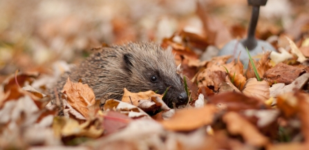 bashful hedgehog