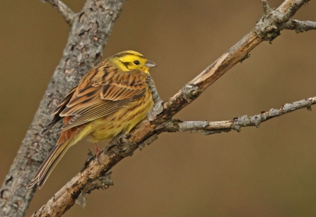 Yellowhammer perched on branch