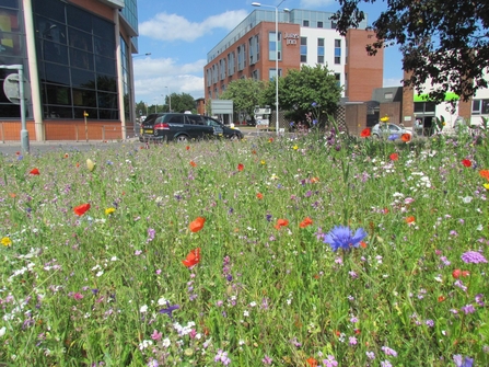 urban wildflowers