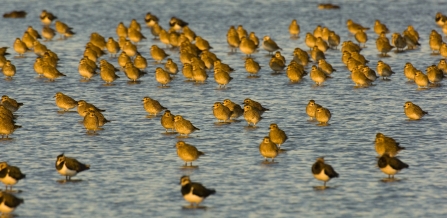 Golden plover