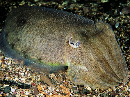 cuttlefish