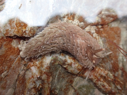 grey sea slug