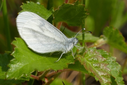 wood white