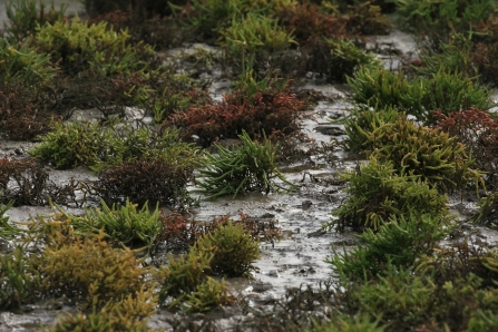 emergent saltmarsh