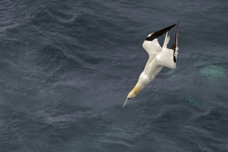 Diving Gannet