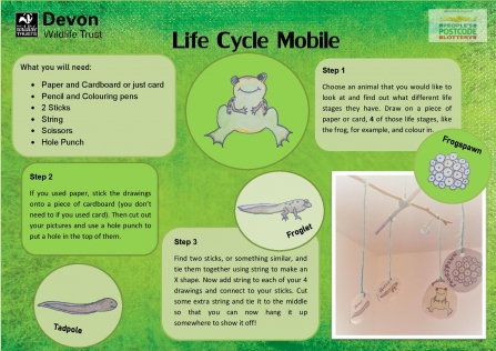 life cycle