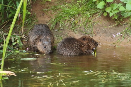 beaver kits