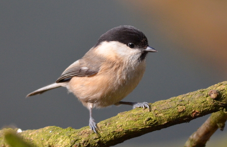 Devon Special Species | Devon Wildlife Trust