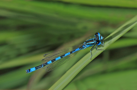 Southern Damselfly