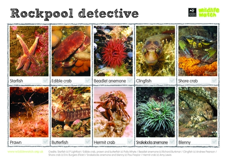 rockpool spottersheet