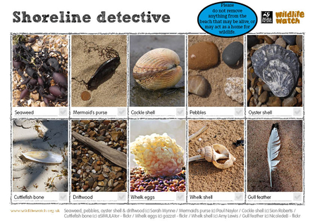 shoreline spotter sheet