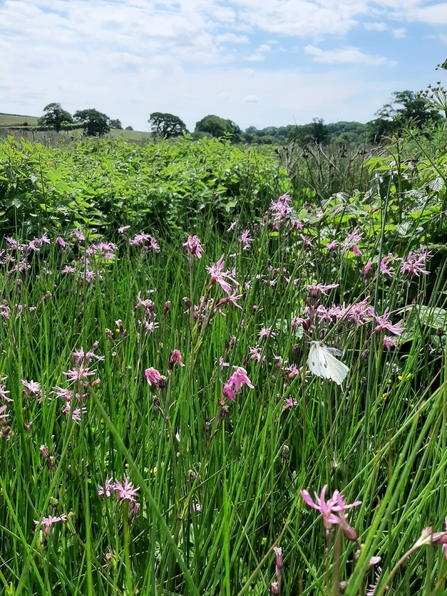 Ragged robin plants pink flowers beside a hedgerow 