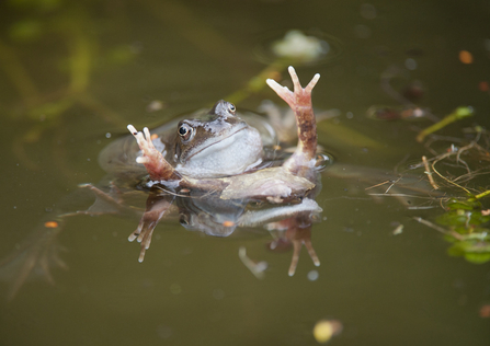 frog in pond Mark Hamblin