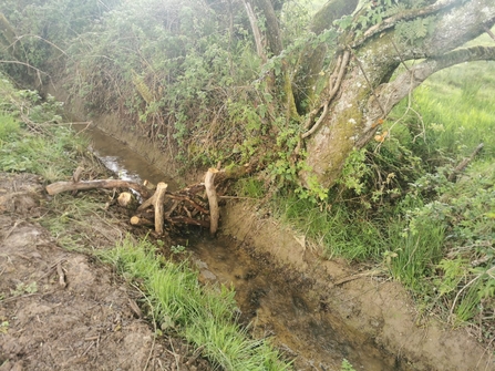 Leaky dam on stream in Torridge catchment