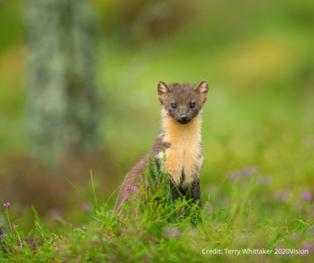 Pine marten looking at camera