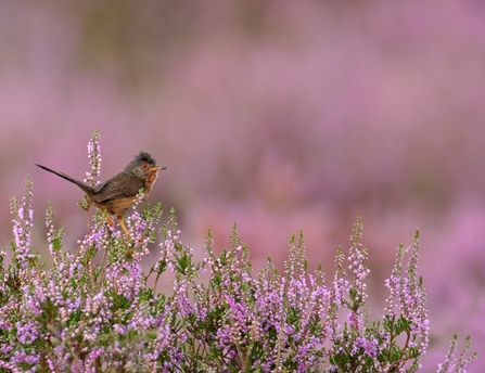 Dartford warbler among pink flowers, The Wildlife Trusts