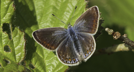 A female common blue butterfly, with a sprinkling of blue on her brown wings