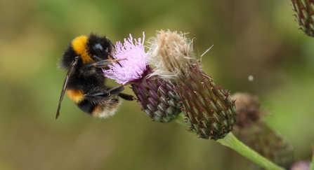 Buff-tailed bumblebee