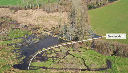 Aerial photo of a beaver wetland habitat with the beaver dam labelled. The wetlands formed behind beaver dams store large volumes of water, filter out pollutants and reduce downstream flood risk. However, there are currently few incentives for land managers to make space for these important habitats.