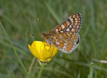 Marsh fritillary butterfly