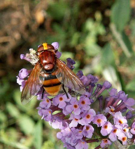 Hornet mimic hoverfly