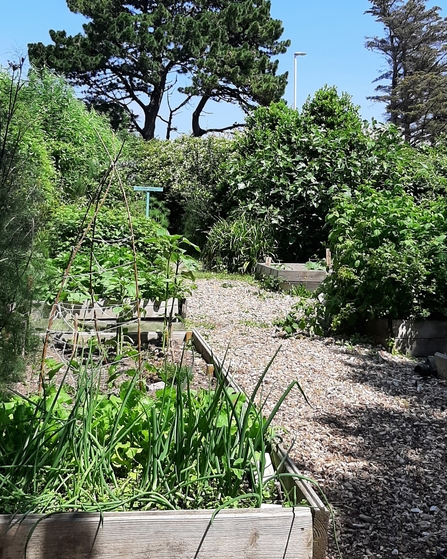 A garden with raised beds on a sunny day