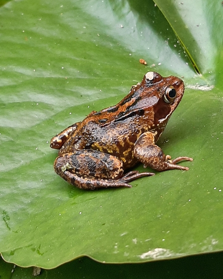 A common frog sat on a leaf