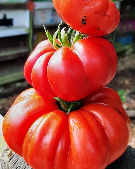 A stack of tomatoes grown in the garden