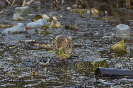 Water vole in river surrounded by rubbish