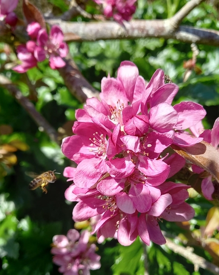 Pink flowers on a branch, a honeybee hovering close to one flower