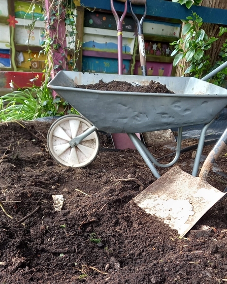 A wheelbarrow and shovel in a patch of soil/compost