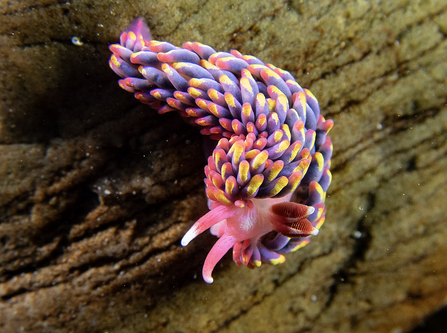 Purple, yellow and pink coloured sea slug