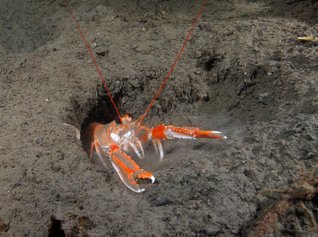 Lobster-like creature with long orange antennae emerging from hole in seabed