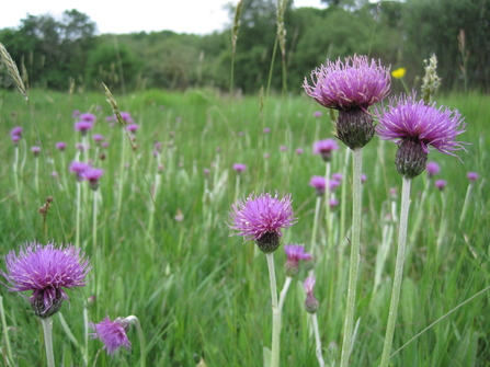 Meadow thistles in grassland