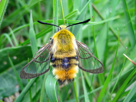 Narrow-bordered bee hawkmoth