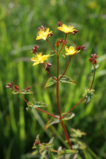 Wavy St Johns Wort