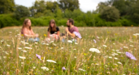 meadow